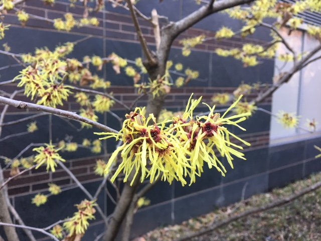 bpca_ny's tweet photo. SPRING ON THE MARCH: More signs of the season spotted here in #BatteryParkCity. Thanks to our great horticulture professionals who make #BPCBeautiful @downtownmomnyc @DowntownNYC @Downtownmag @FiDiFamilies @FiDiKids @CommunityBoard1 @GPTA_BPC @BFPLny #BPC #BPCCommunity #BPC50 https://t.co/1UWY1dg04V