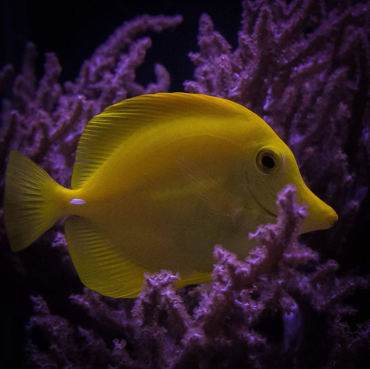 sealifebham's tweet image. Look at the vibrant colour of the yellow tang 😲 #DYK that yellow tangs are saltwater fish and can grow up to 20 cm? #fishfacts #yellowtang