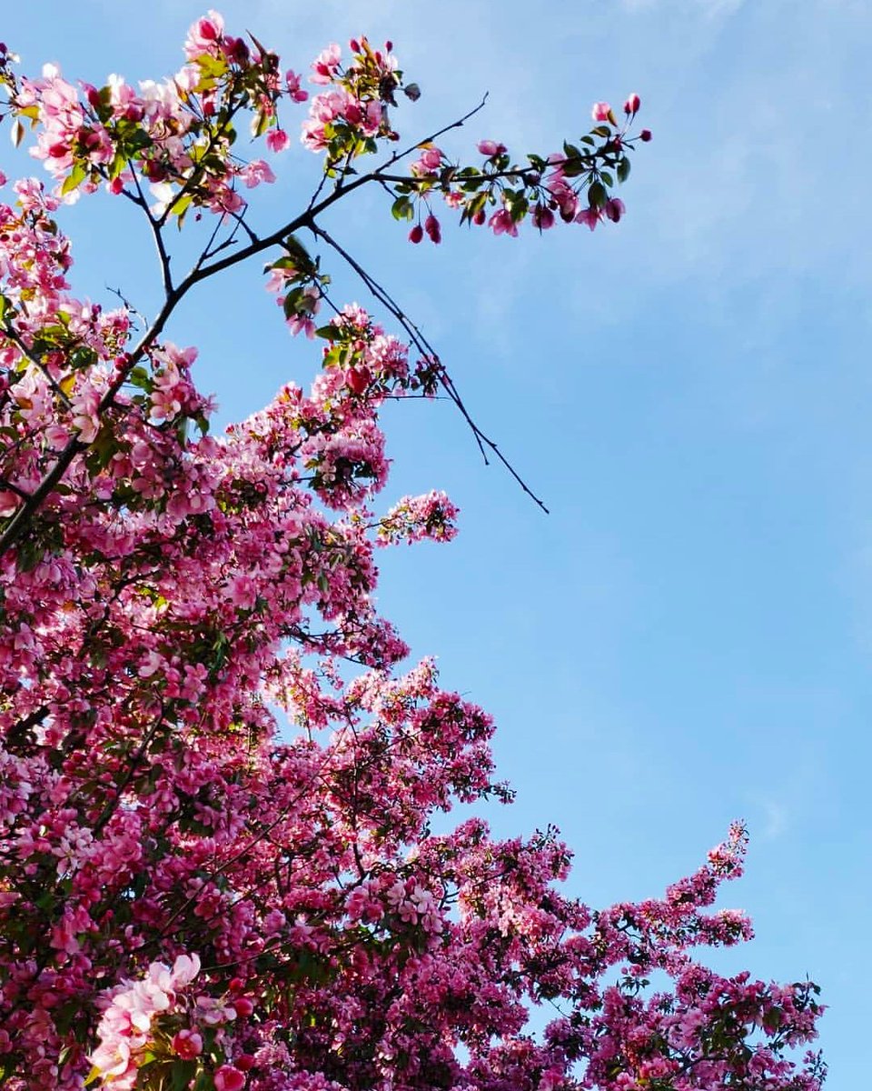CivicMuslims's tweet photo. A new season means new opportunities #civicmuslims #volunteer #dogood #spring2019 🌺 https://t.co/kIt5R0HWDA