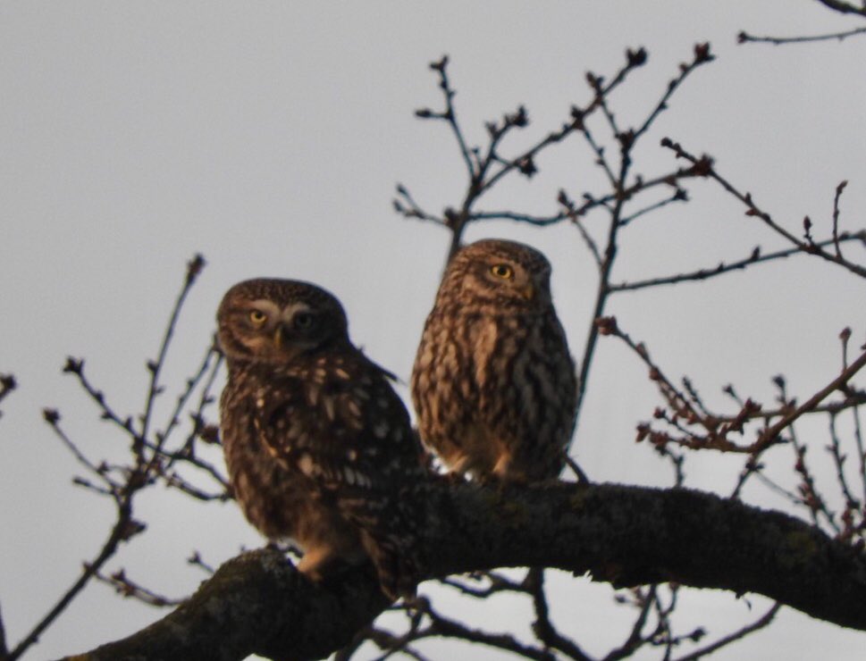 Great to see the return of Mr & Mrs #littleowl @UKLittleOwls #birds out side our house for the 2nd year in a row, let’s hope we have as many babies again. @HethersettBirds #hethersett #norfolk at night we can hear around 6 calling