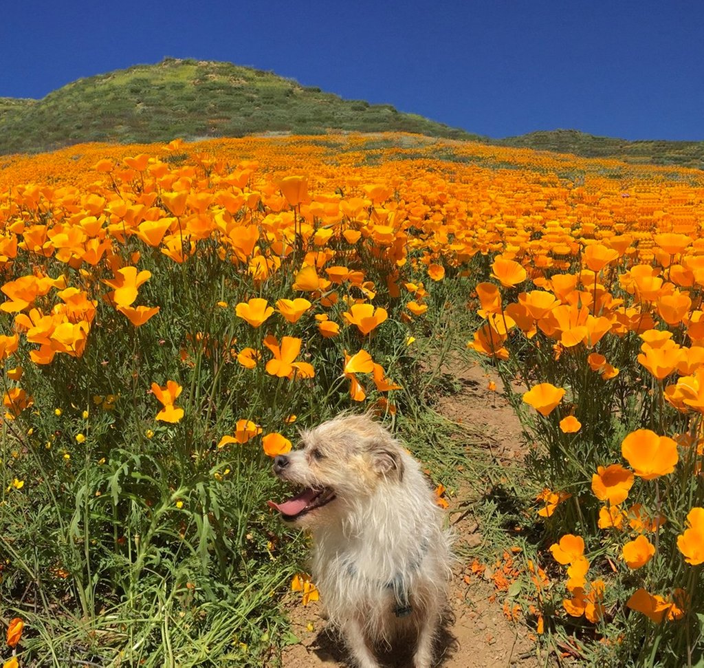 kleverdog's tweet photo. Happy 1st Day of Spring from our pups to yours! Winter showers bring March &amp; April flowers. 🌻 Make sure to pack up your Allegra - and your favorite pups - and check out the Super Bloom. The Antelope Valley California Poppy Reserve will be POPPIN this year!🌼 https://t.co/UAYHKBwU86