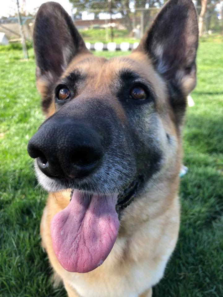 CARL_dogs's tweet photo. New girl at the kennel is Lucy (2). This 5 year old German Shepherd is patiently waiting on her forever family to take her home. Until then she is our #WCW ❤️ #Lucy #germanshepherd #adoptdontshop #savingonedogatatime #rescuedog #carldogs https://t.co/ZrQp7vnK5r