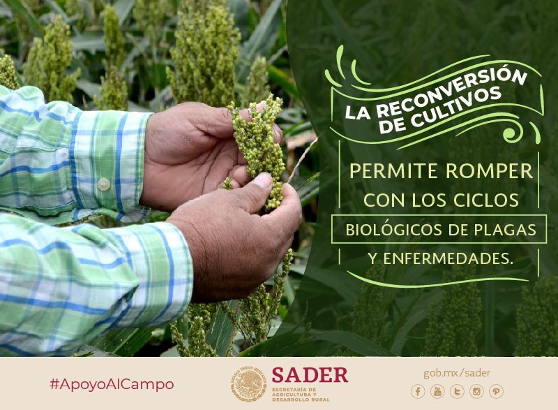 Secretaría de Agricultura y Desarrollo Rural tweet media