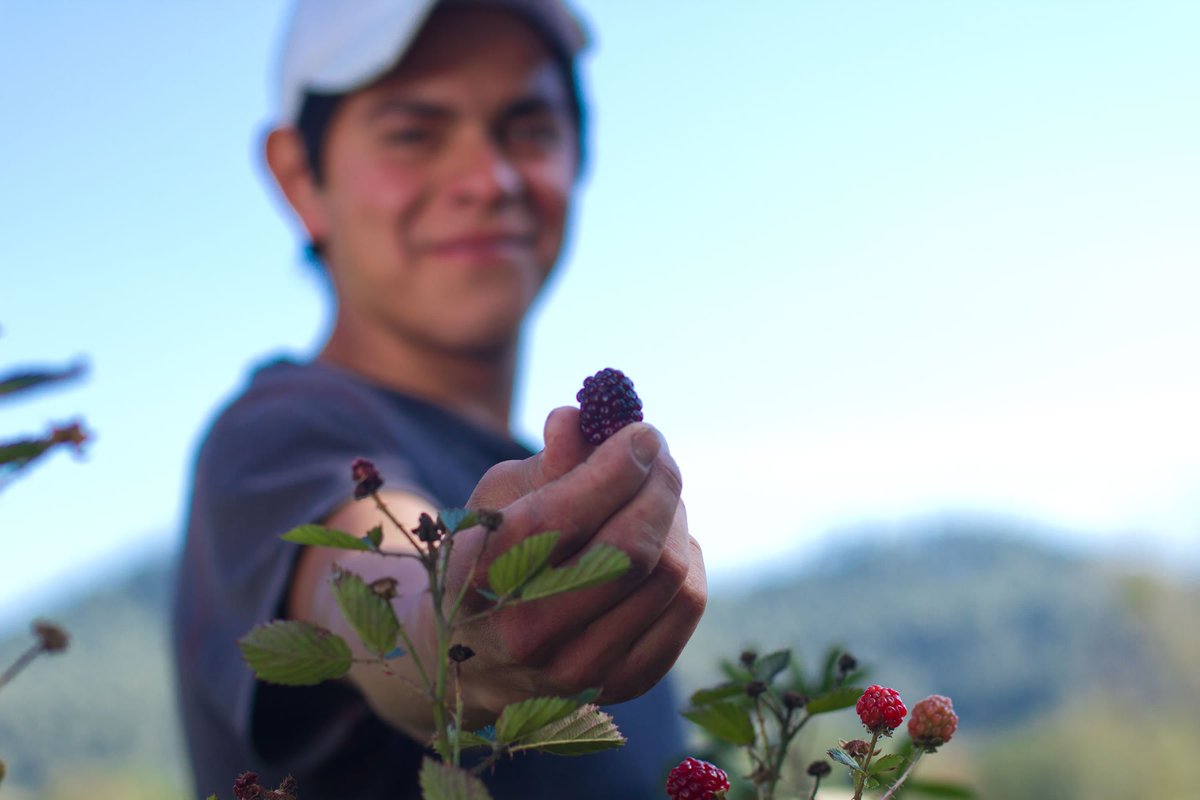 Secretaría de Agricultura y Desarrollo Rural tweet media