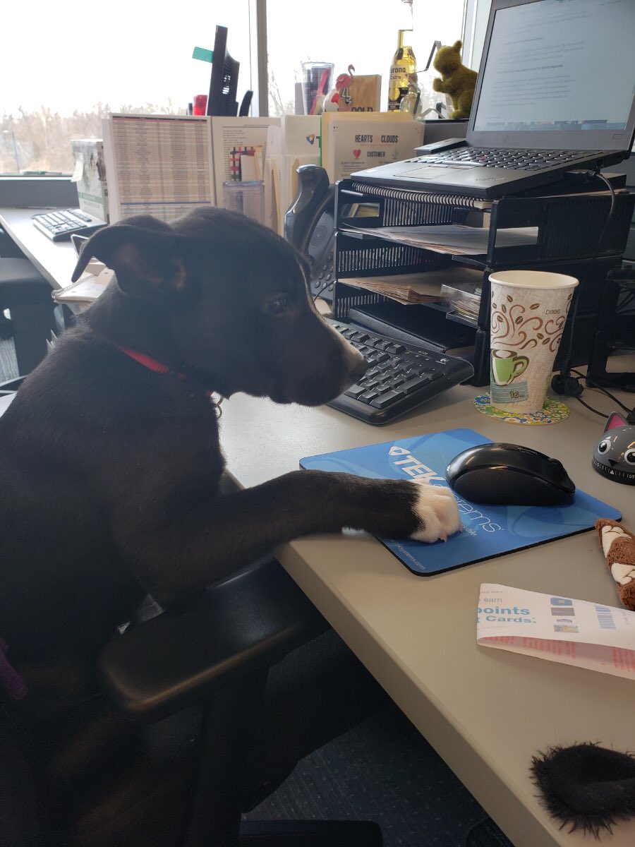 Booker is ready for the #TEKVirtual19 here in Kentucky!