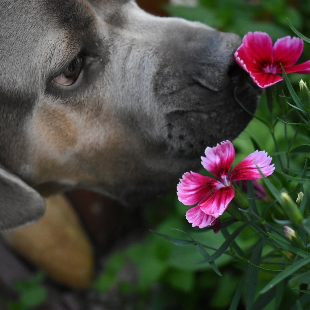 #firstdayofspring 
Time to stop and smell the flowers.

#weloveyourpets #tcpetcare #townandcountrypetcare #doggiedaycarefun #petlodging #petgrooming