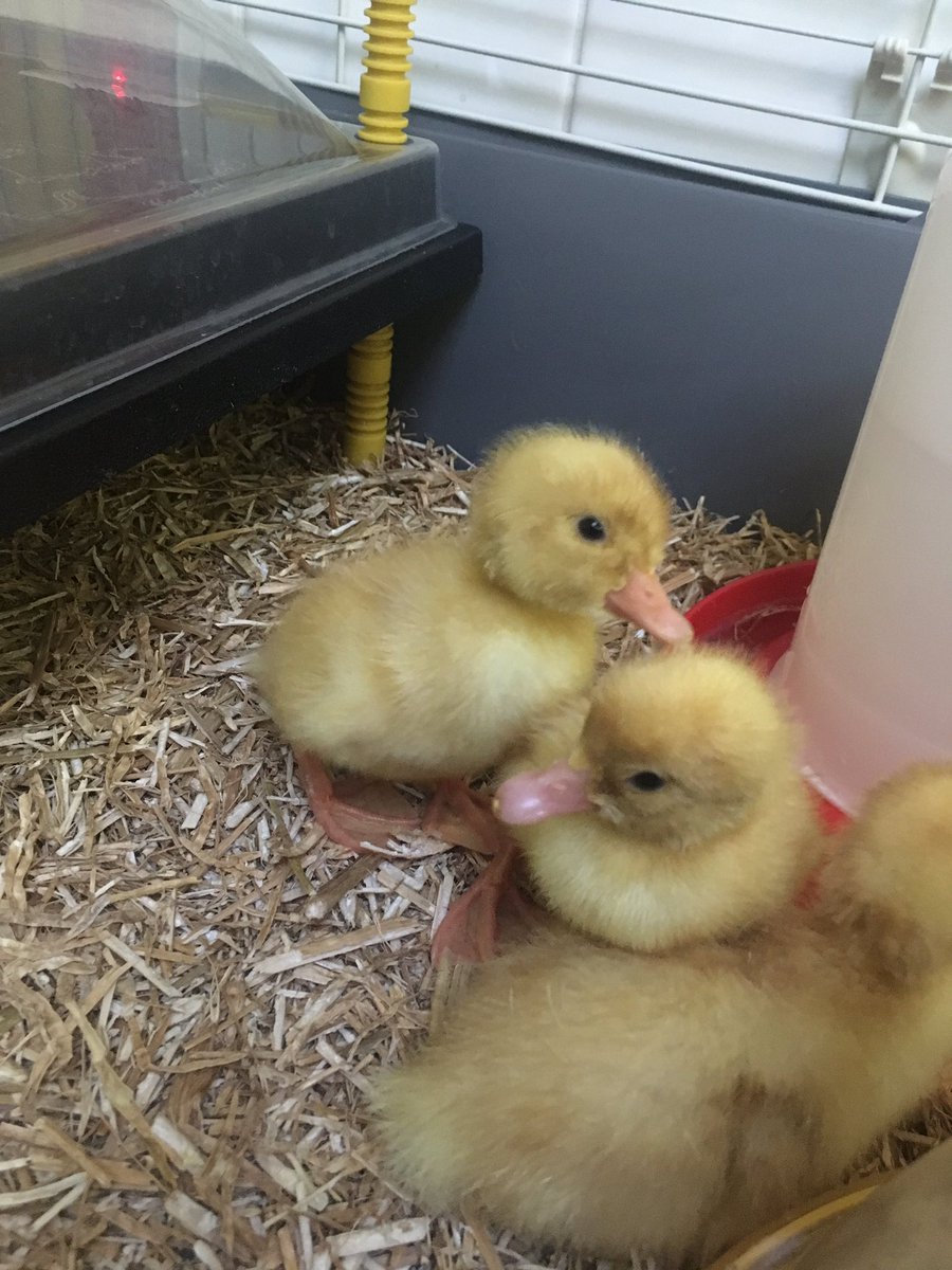 English Martyrs’ CVA tweet media