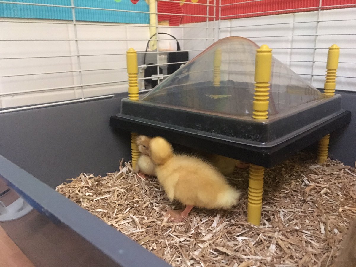 English Martyrs’ CVA tweet media