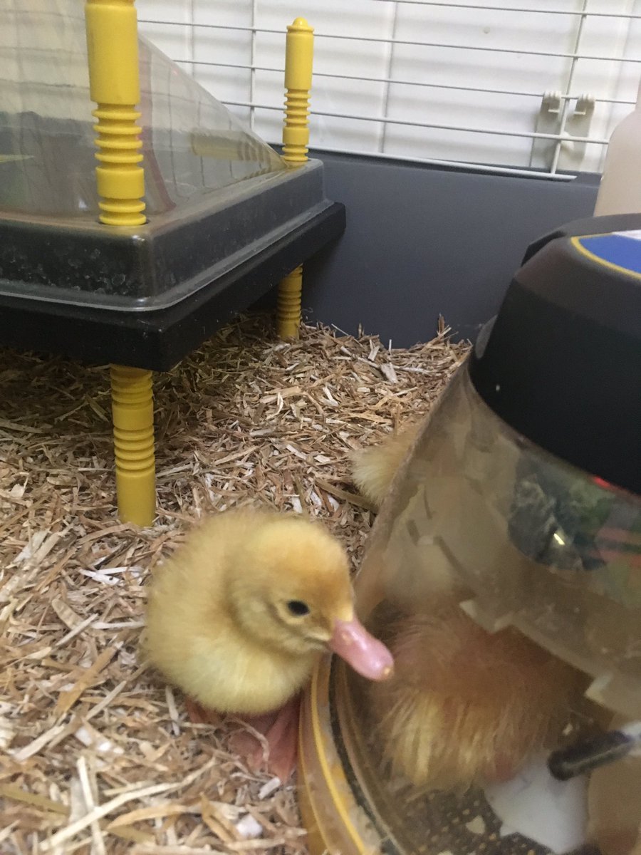 English Martyrs’ CVA tweet media