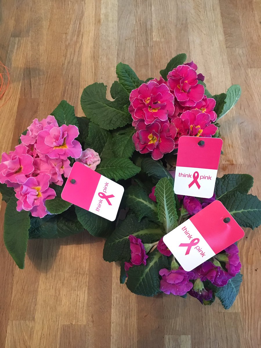 Les primevères, c’est joli. Y’en a de plein de couleurs. Et en plus, si vous en achetez chez <a href="/AVEVE/">AVEVE</a>, jusqu’au 24 mars, 1€ par primevère est reversé à @thinkpinkinfo. Ensemble, ne laissons aucune chance au cancer! #cancerdusein #vaacheteruneprimevère 🌺🌸🎀💪