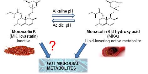 Food_Health_LAB's tweet photo. A new milestone: The #monacolin K #statin is activated in a pH-dependent manner spontaneously, and the gut #microbiota degrades the active metabolite, which hampers its #lipid-lowering effects https://t.co/sLw6BOAZbz https://t.co/ouh7skS03X