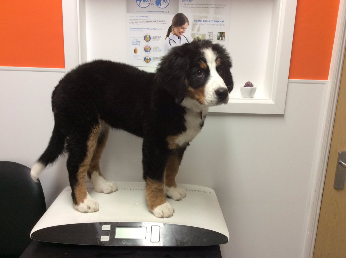 To celebrate national puppy day, here’s the lovely Belle coming in for a check-up. We would love to see photos of your puppies in the comments below or you could even bring them in for a free weigh-in/flea check with the nurse 🐶🐱🐾 #shinfieldvets #readingvets #nationalpuppyday