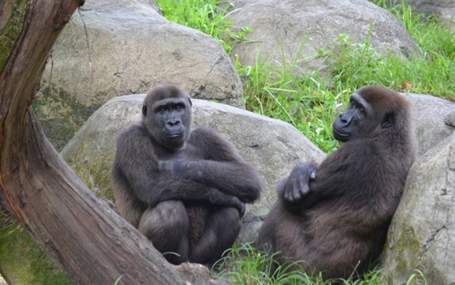 aggregatte's tweet photo. 🐵🐵🐵
Los chimpancés pierden diversidad cultural por culpa de los humanos.
La diversidad del comportamiento en especies animales se ve afectada negativamente por el impacto humano, según revela un estudio sin precedentes.
https://t.co/Eusuds3YIf https://t.co/KWgR7JxXLn