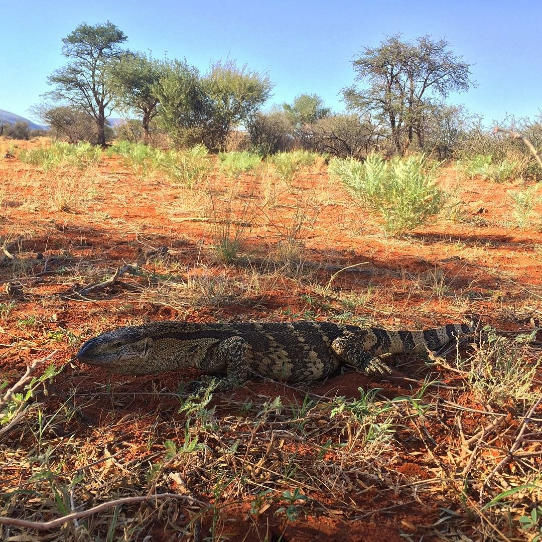 Tswalu's tweet photo. A rock monitor, by Ellie Mayhew. The second largest lizard in Africa is locally called leguaan or likkewaan. The largest is the Nile monitor.
#luxurysafari #wildlifephotography #southafrica #luxurytravel #rockmonitor https://t.co/GTlkQPlAtp