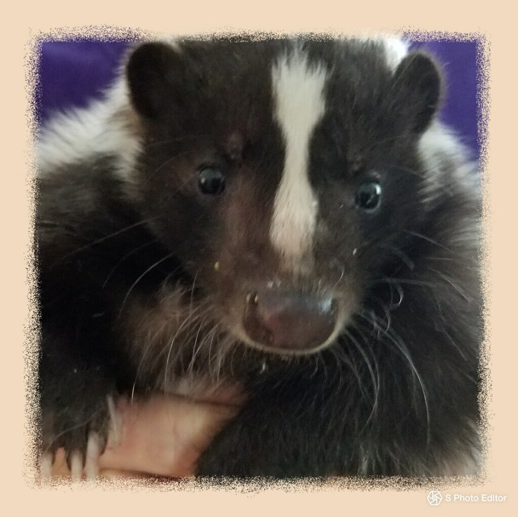 Have you ever thought about adopting a skunk? Skunks are often misunderstood, but play an important role in Florida’s ecosystems. They’re also pretty darn cute! Check out this link for more information🦡 floridaskunkrescue.com