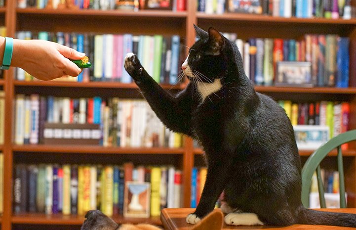 bestfriends's tweet image. Training cats in a shelter environment can help develop their confidence, feel in control, be less fearful, create happiness and ultimately increase their chances of being adopted. See how organizations are implementing cat training in their facilities: bit.ly/2UDErXc.