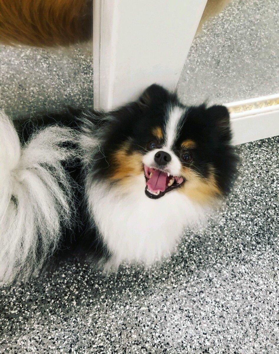 PawCommons's tweet image. I’m so excited, and I just can’t hide it! 🤩
.
.
. Where is your pup’s favorite place to visit?
.
.
.
.
#dog #dogs #doggydaycare #sandiego #baypark #hillcrest #encinitas #gilbert #california #cali #arizona #kissmypaws #pawcommons #wednesday #pomeranian #pom #excited #smile #happy