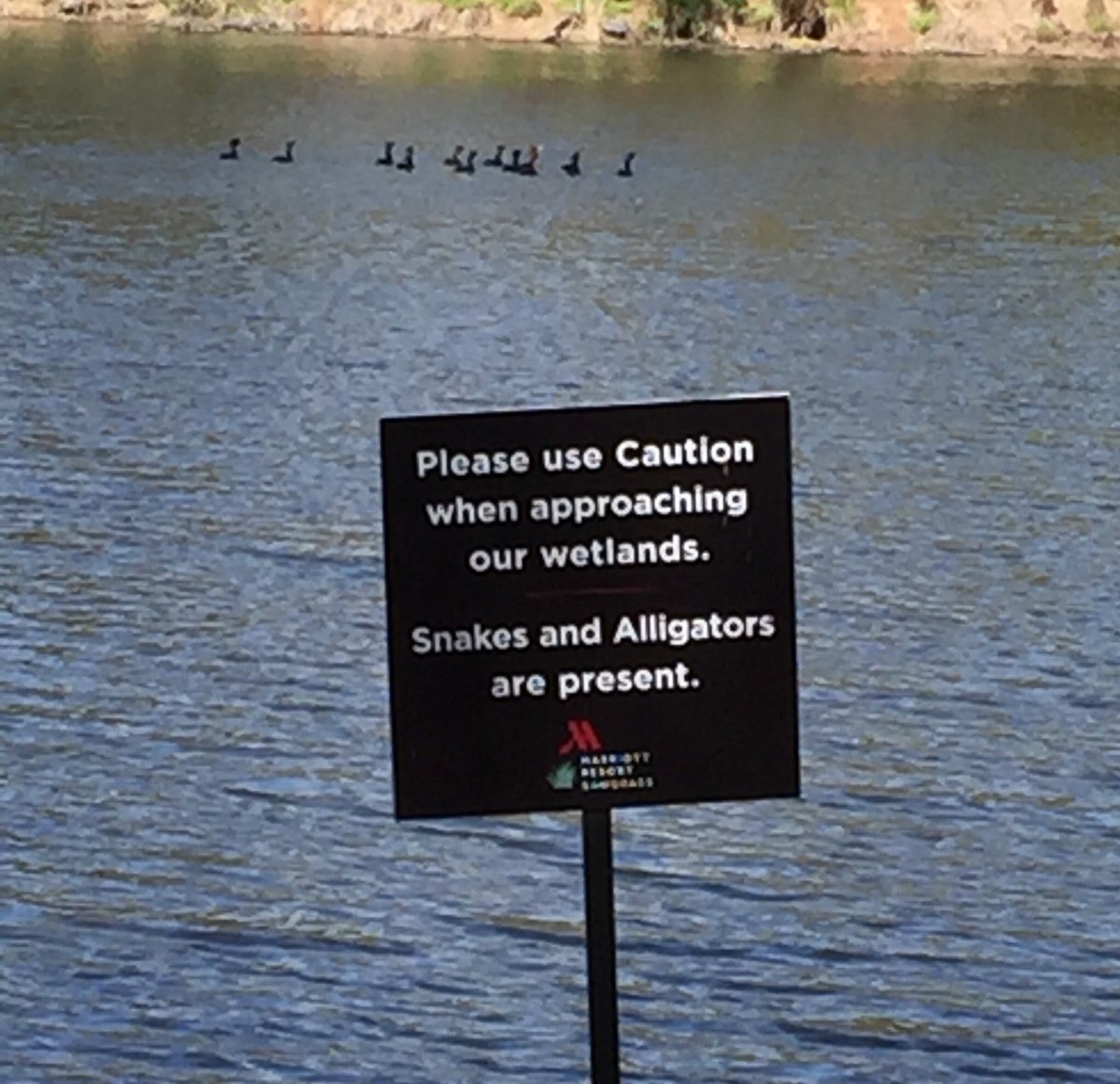 bjwtechie's tweet photo. Here @TPCSawgrass @CIOevents #MyAGENDA19 I have a question unrelated to innovation. Are ducks in a pond like a canary in a coal mine? Meaning, as long as the ducks are alive, you are safe from alligators. I took the picture from the car just in case there is no connection. https://t.co/HCqC4A30UV