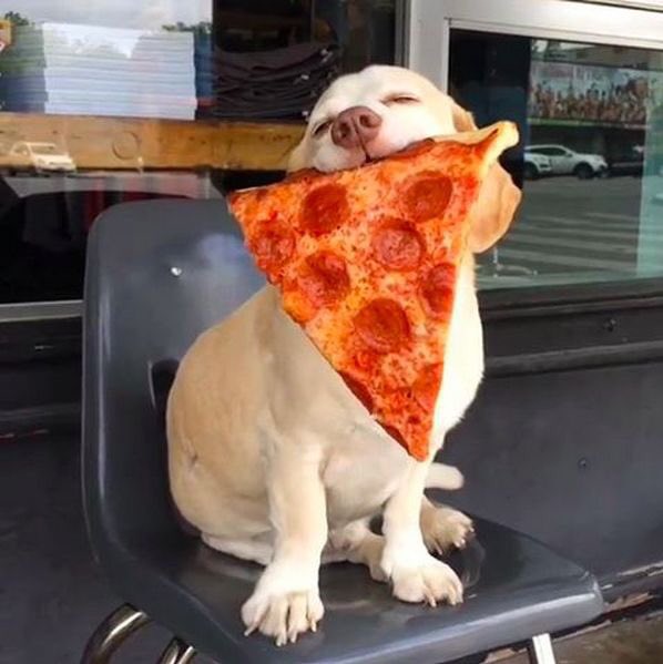 archangelicpups's tweet photo. in case ur having a ruff day (: https://t.co/8unPt5m9zB