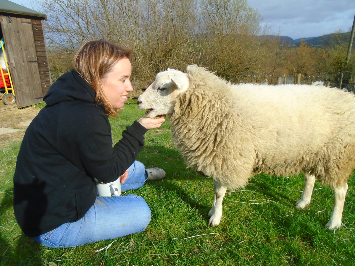 PixiePaganBTWS's tweet photo. 🐑Bah! Last week I met a new friend! She is Tina The Tiny Vegan @tinalofo! It was a pleasure to meet her, she gave me lots of cuddles and she is tiny just like me! 🐑 https://t.co/t8eqJnLb2O