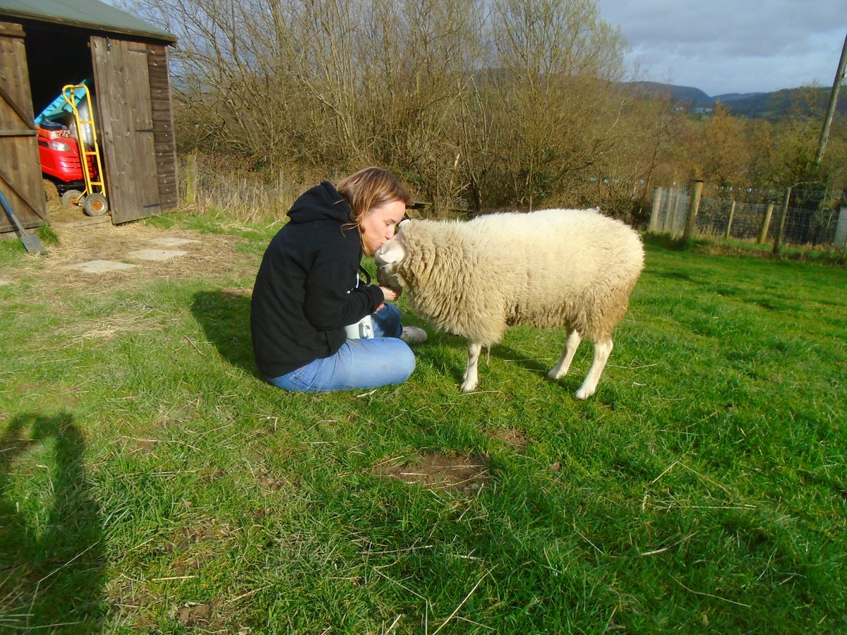 PixiePaganBTWS's tweet photo. 🐑Bah! Last week I met a new friend! She is Tina The Tiny Vegan @tinalofo! It was a pleasure to meet her, she gave me lots of cuddles and she is tiny just like me! 🐑 https://t.co/t8eqJnLb2O