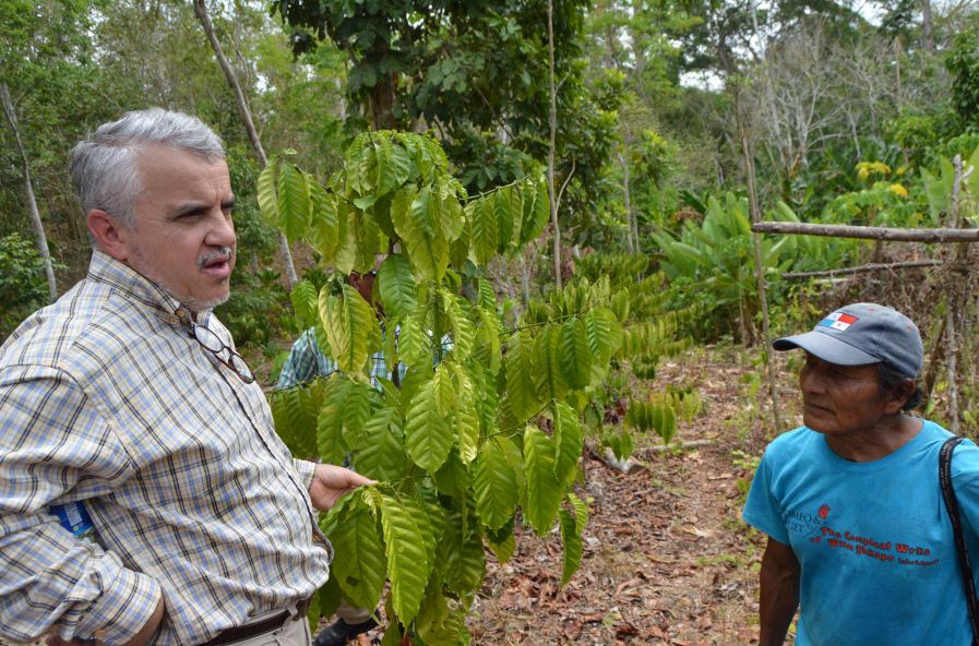 Adoniram Sanches, Coordinador de <a href="/FAOMesoamerica/">FAO Mesoamérica</a>, felicitó a los productores por los resultados obtenidos y les animó a seguir participando en esta iniciativa de <a href="/FAOMesoamerica/">FAO Mesoamérica</a>, @MinGobPA @MIDAPANAMA y <a href="/PNUDPanama/">PNUD Panamá</a> para mejorar sus sistemas productivos