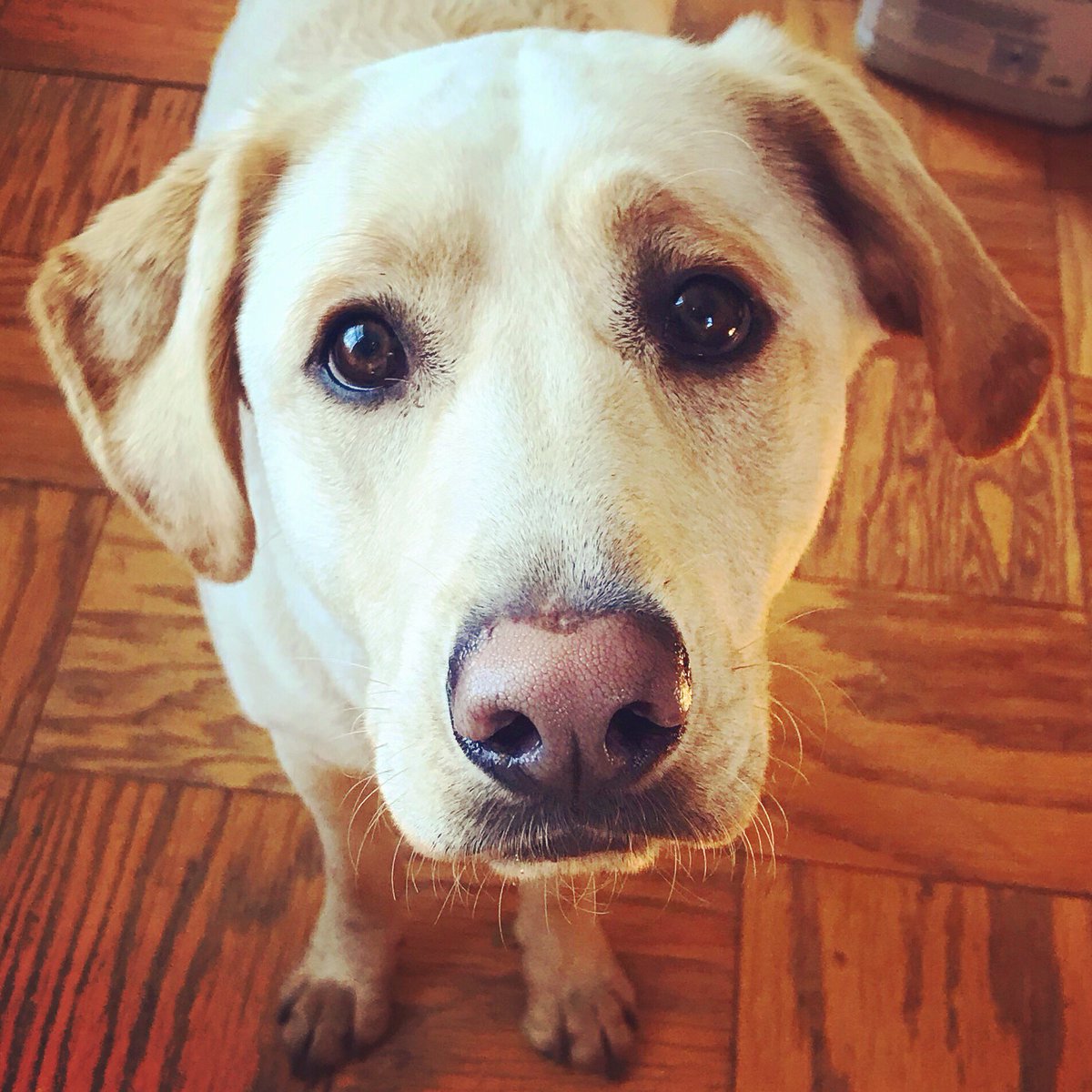 jesseterrymusic's tweet photo. That face that just screams... more chicken please!!
#savealabrescue #rescuedog #theroyallitter #sirharrison https://t.co/Tv9SvhTAjo