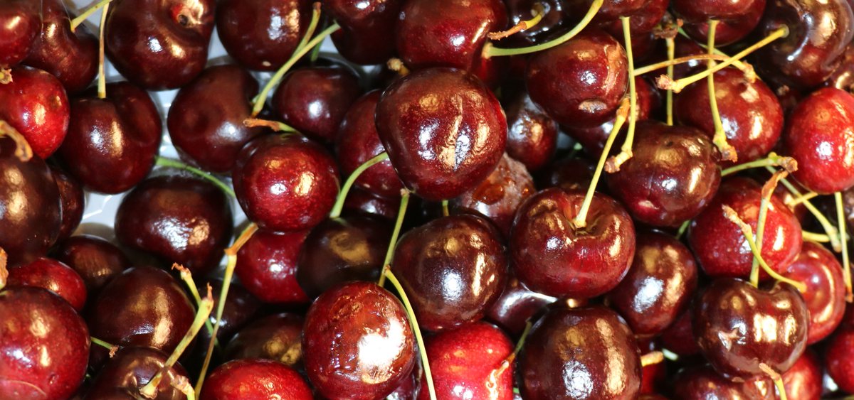 InnovativeHort's tweet photo. Day 2 of our conference kicked off with #cherry #shelflife! PhD Candidate Claire McCrory says cherries' high respiration rate means they are highly perishable and their respiration depends on temperature. Thanks to @howardhansentas for collaboration on this research. @arc_gov_au https://t.co/7LPxKtKUAU