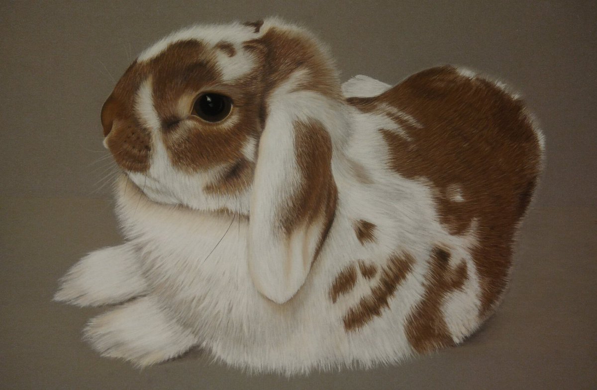 Vanavond Fluffy afgerond. Volgende week start ik met nieuwe materialen. #Polychromos potloden waarmee je nog fijner kunt tekenen. 
Voor meer tekeningen zie Facebook: "Chantal van Birgelen  - pastelkrijt"
#pastelkrijt #tekenen