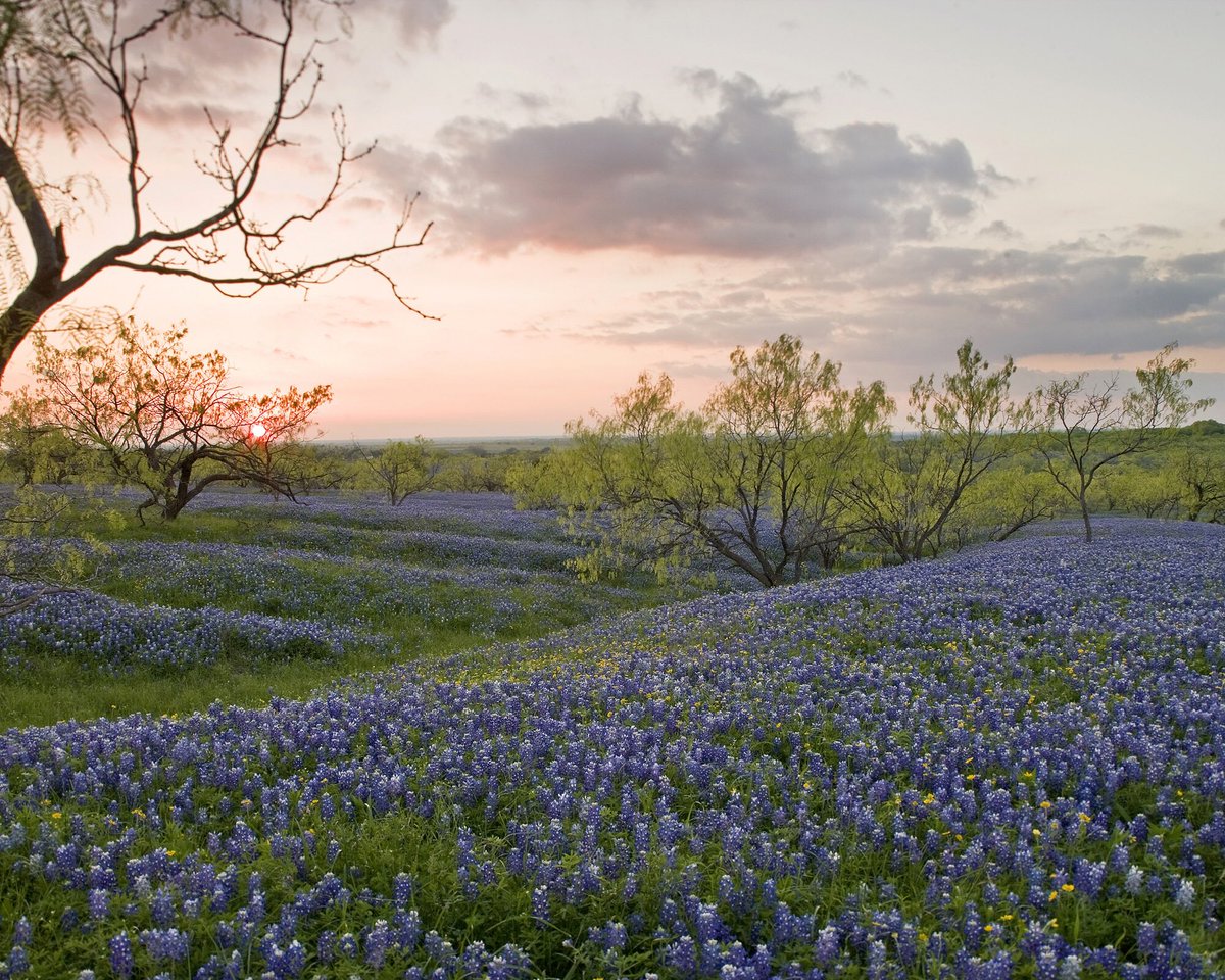 The #FirstDayOfSpring is here! 🌻💐🌸 Can you guess where we are headed to next week based on this picture?
 
Join us in-person <a href="/TAMU/">Texas A&M University</a> <a href="/BushSchool/">The Bush School, TAMU</a> on March 28 for our two hearings on #NationalService ➡️ eventbrite.com/o/national-com…. #SpringEquinox #Inspire2Serve

Source: <a href="/TPWDnews/">Texas Parks & Wildlife</a>