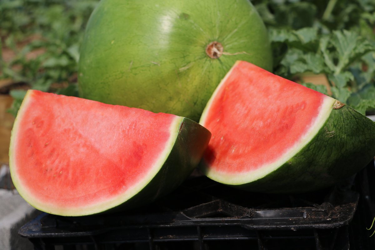InnovativeHort's tweet photo. Love #watermelon? Learn why it's good for #fruitsaland from PhD Candidate Yan Lee, presenting now: https://t.co/096WAxU89J. Recent news: https://t.co/f9eyvdZtmW @arc_gov_au @UTAS_ https://t.co/UJOvo5qWpJ