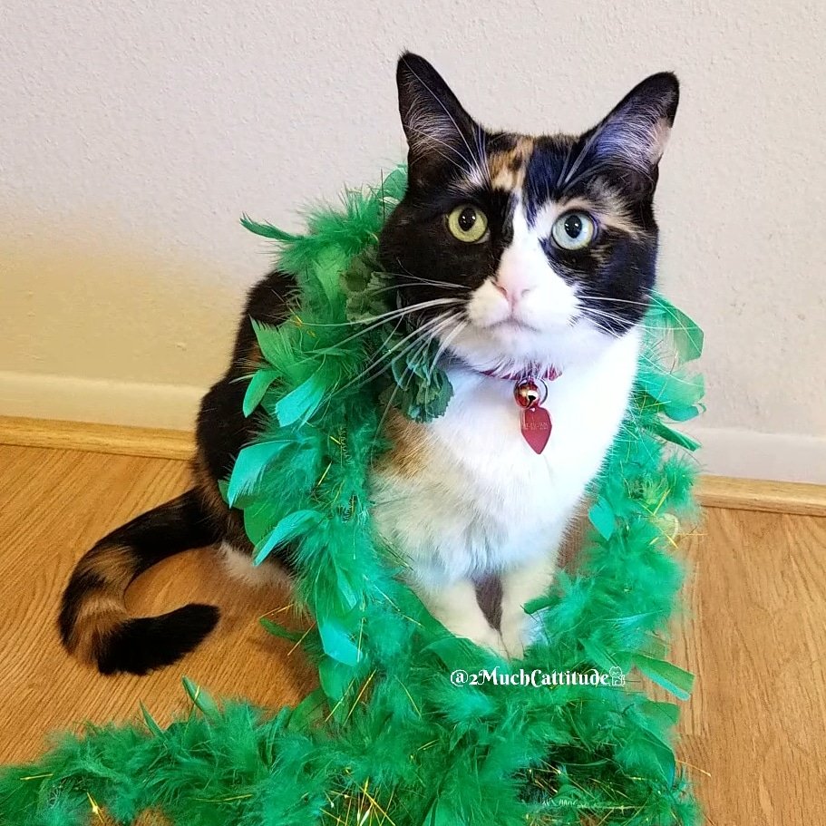 2MuchCattitude's tweet photo. 🍀мay тнe lυcĸ oғ тнe ιrιѕн вe wιтн мew!🍀
Celebrating St. Patrick's Day All Week 😹🍀
#2MuchCattitude #chuchi #calico #cats #features #GreenEyes #catoftheday #catstagram #bestmeow #instacat #kittycat #CatsOfTwitter #rescuecats #catlovers #StPatricksDay #instagood #catloversclub https://t.co/ULSFGywXce