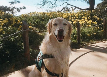 It's the first day of spring and #GoodDogRomeo couldn't be happier about it! 🌺 Make sure to follow our IG for more good dog photos! #GoodDogAutism #AutismAwareness #AutismServiceDogs
