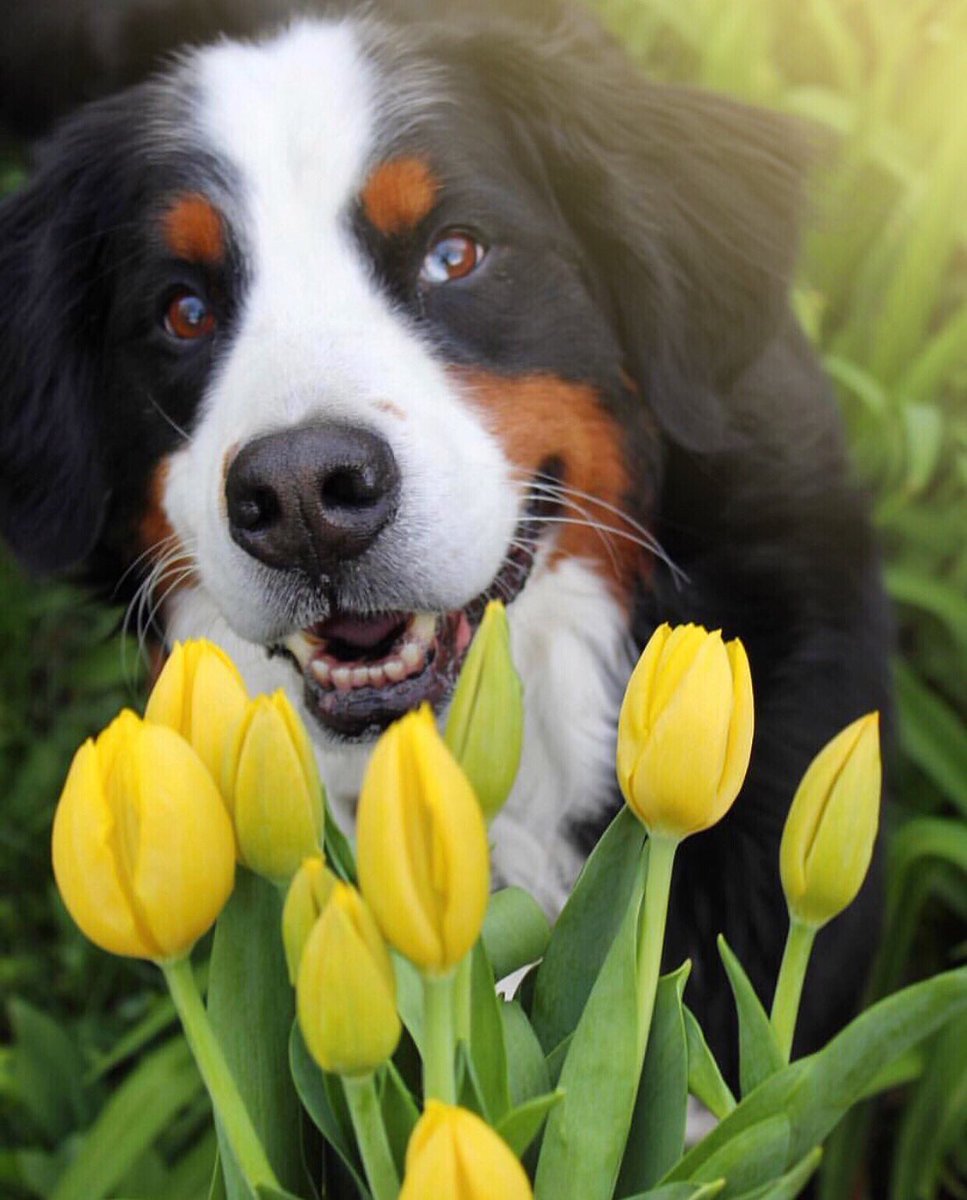 Happy #SPRING 🌷

#dog #boston #tulips