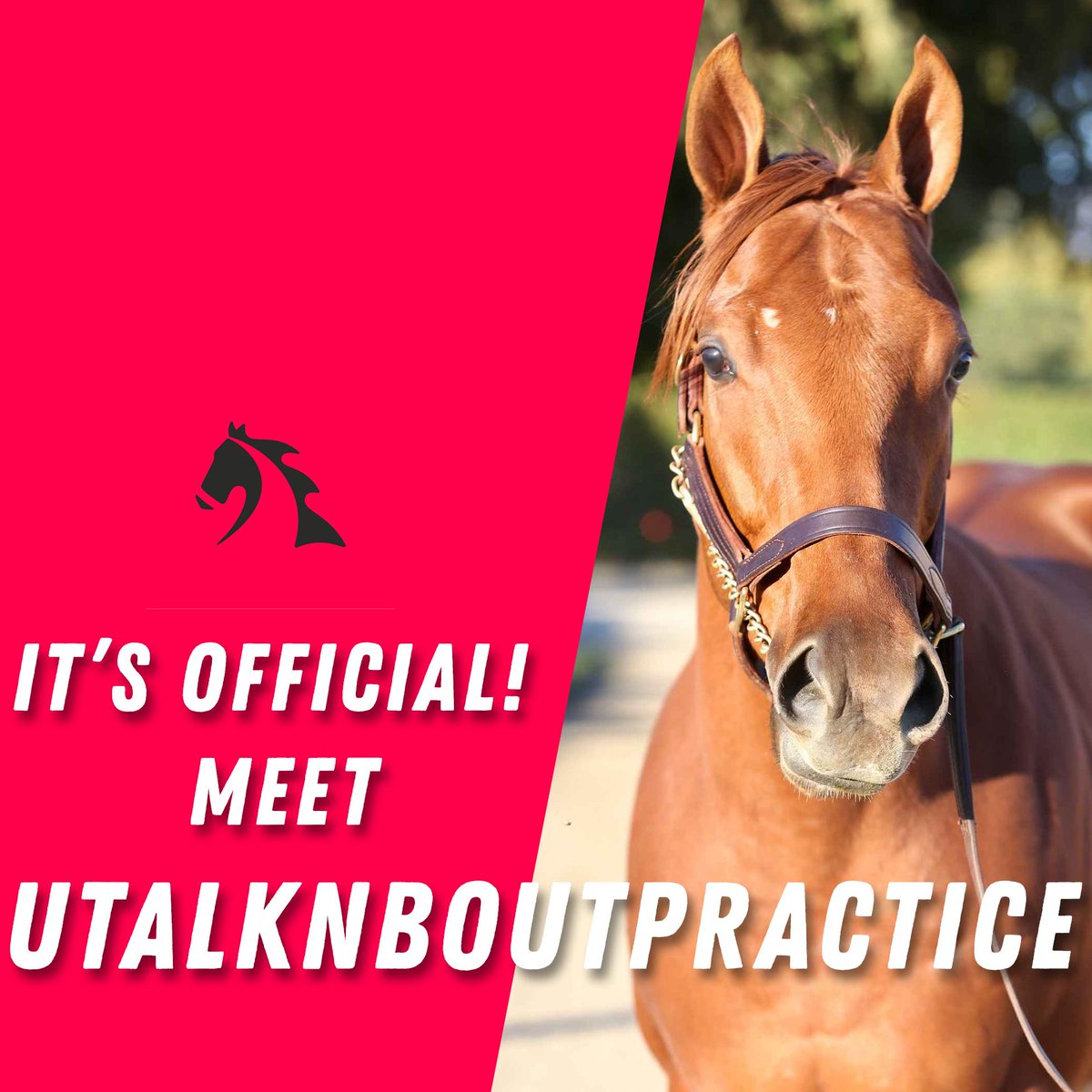 MyRacehorse's tweet photo. It's official! @SlamDunkRacing named the Justin Phillip x Country Whirl ’17 colt Utalknboutpractice! 🎉 

Bonus points and Twitter glory to those who can name the former basketball player who once famously said “We talking about practice?” 👈 https://t.co/igQc2VE44B