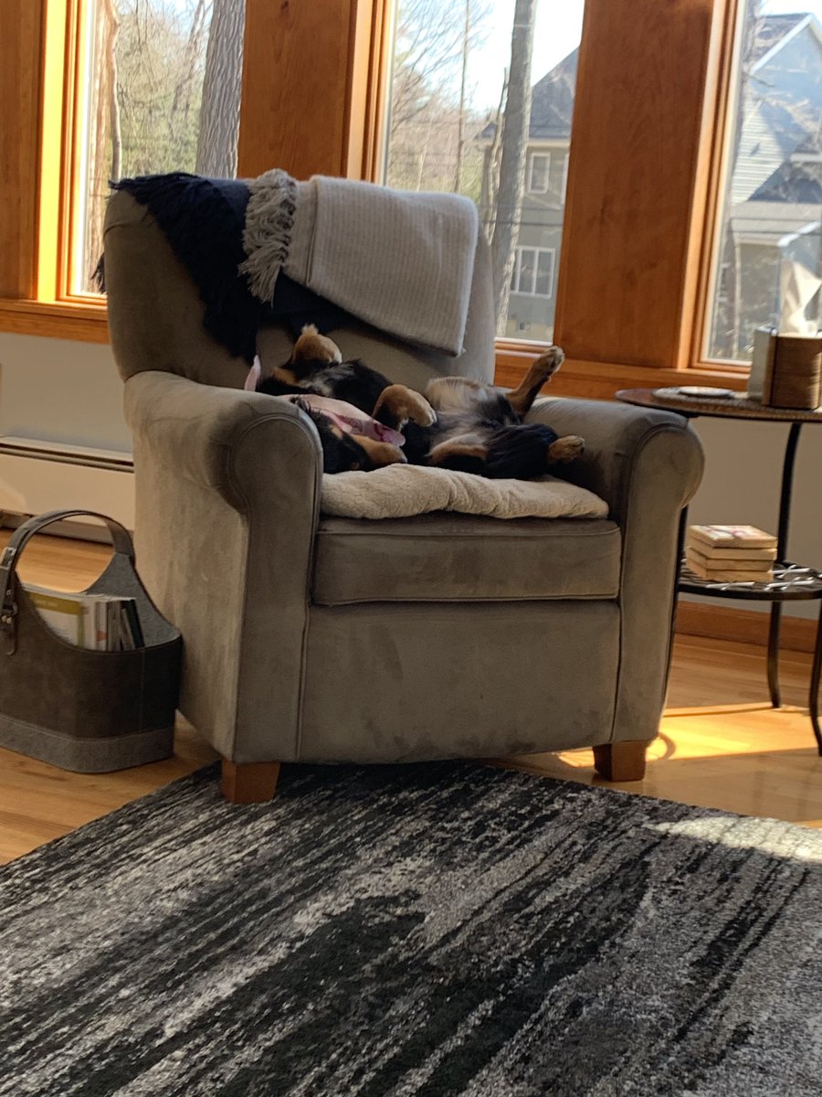 DocMollz's tweet photo. Lucy says if you vote you can also give her belly rubs! @SpaceComMatters @FedEx Small Business Grant Contest #SmallBusiness #womanownedbusiness #space #spacecommatters #vote https://t.co/5tHs3fbY0m https://t.co/XFLOQHr6np