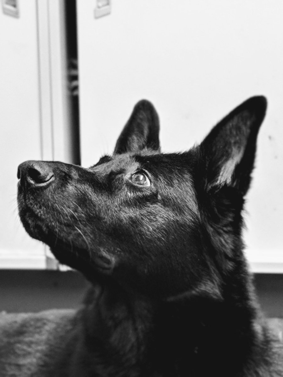 sspoldogsection's tweet photo. Proud mum of our P litter Flame, having her attention diverted by the sound of wildlife outside #prettygirl #6weekstoday TB https://t.co/zcsfwgFakR
