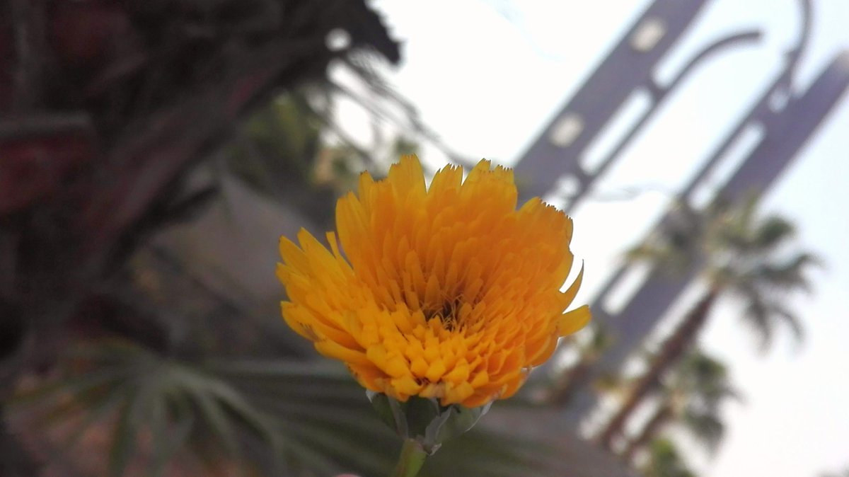 ftoomfn's tweet photo. For the love of taking photos of flowers 🌺 🌻🌼📸♥️ https://t.co/AUuREt9RJG