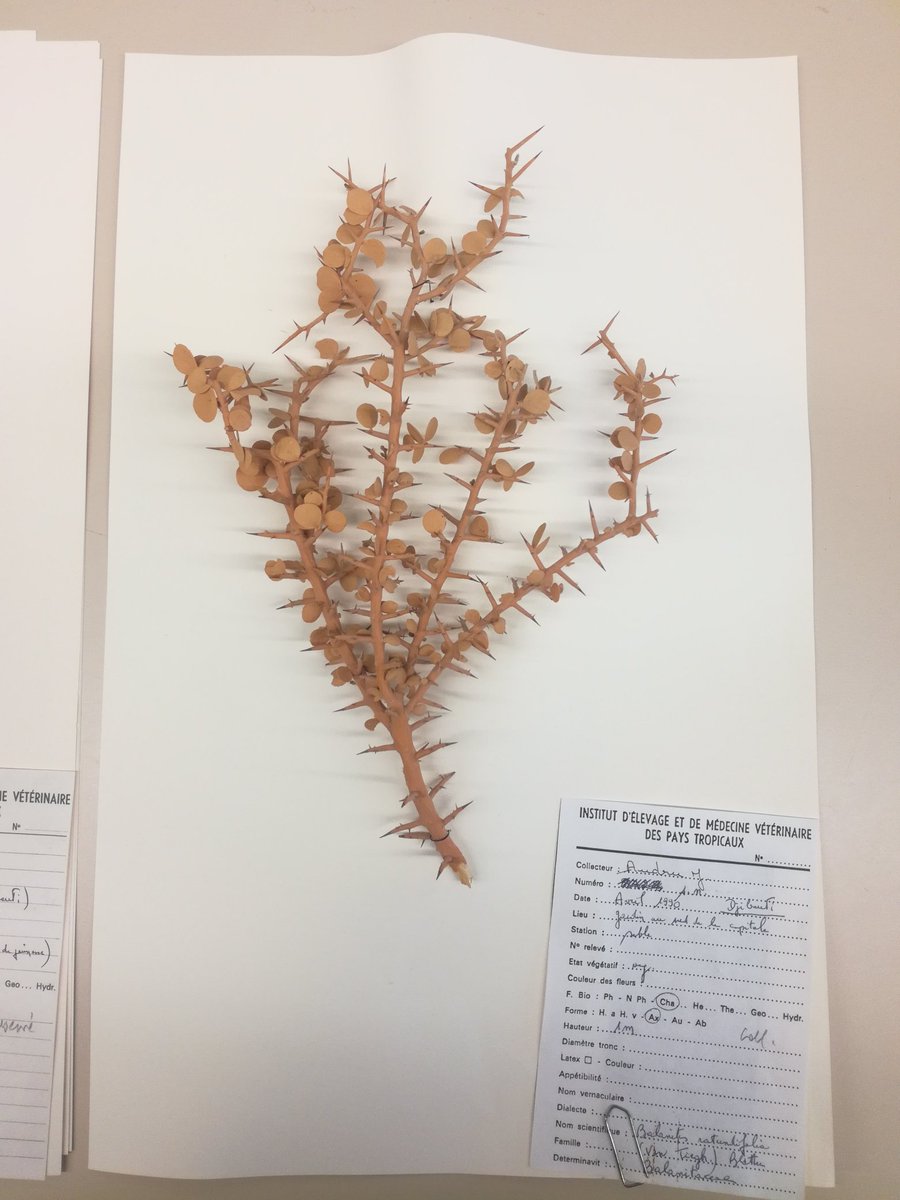 SamanthaBazan5's tweet photo. Aoutch ! 😧 #herbarium #Balanites #Acacia #HerbierALF https://t.co/7os15pUAa3
