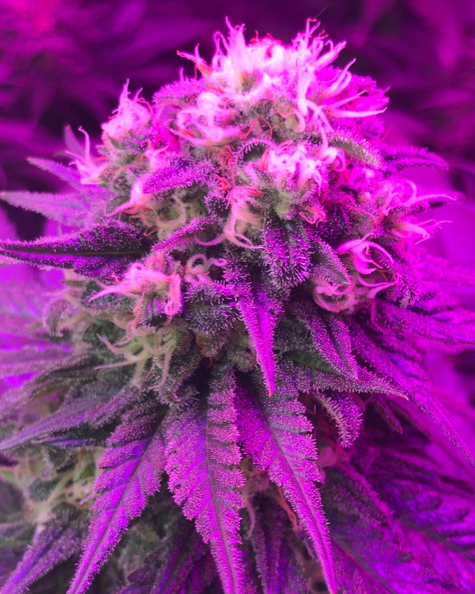 GreenAcresOKC's tweet photo. #Harvest time is almost here! Looking for an entire harvest of Mama Mia #MMJ for processing or your dispensary? Visit https://t.co/OmPxHBJOt7 today!

#oklahomacannabis #cannabiscommunity #mmjpatient #mmjokc #okcannabis #medicalmarijuana #oklahomadispensary #craftcannabis https://t.co/KQCPiIykDC