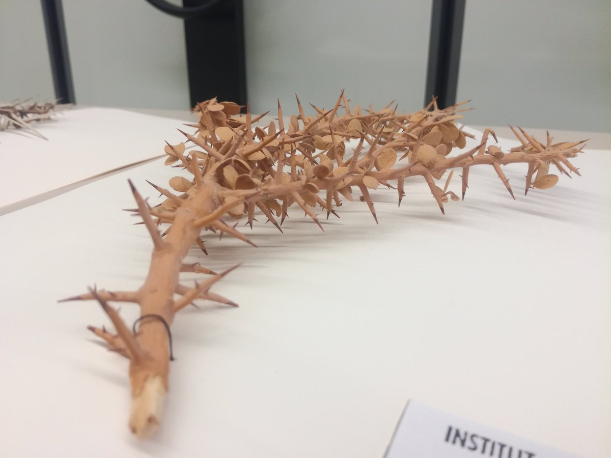 SamanthaBazan5's tweet photo. Aoutch ! 😧 #herbarium #Balanites #Acacia #HerbierALF https://t.co/7os15pUAa3