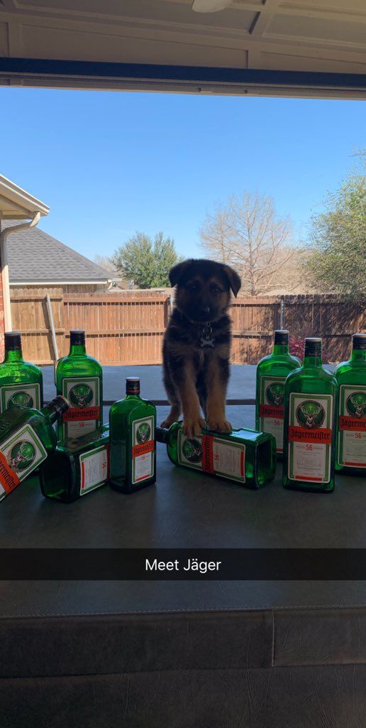 OldRowPups's tweet photo. We love Jäger! https://t.co/Wo9E2FUok2