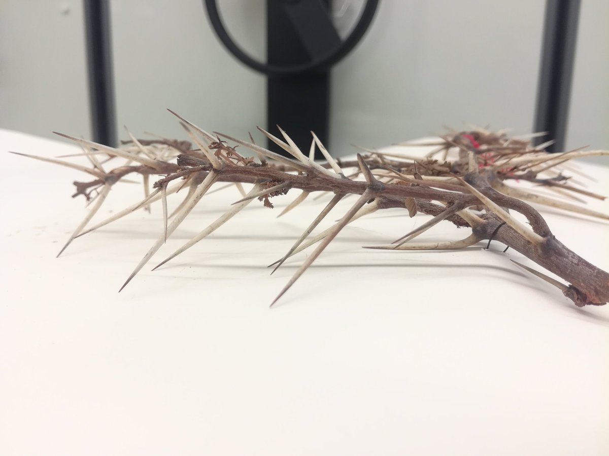 SamanthaBazan5's tweet photo. Aoutch ! 😧 #herbarium #Balanites #Acacia #HerbierALF https://t.co/7os15pUAa3