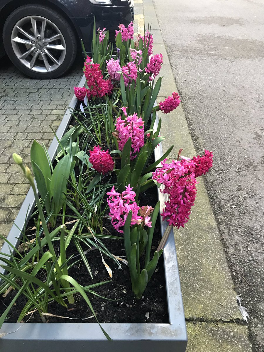 kluw's tweet image. Wow, hello second spring. Will you be sticking around long? #communityplanting #colderinmyflat