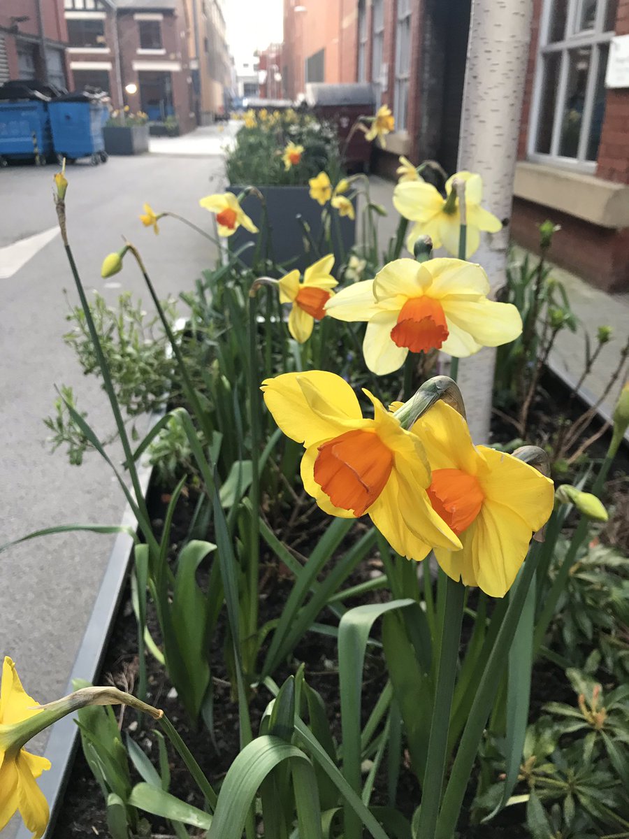 kluw's tweet image. Wow, hello second spring. Will you be sticking around long? #communityplanting #colderinmyflat