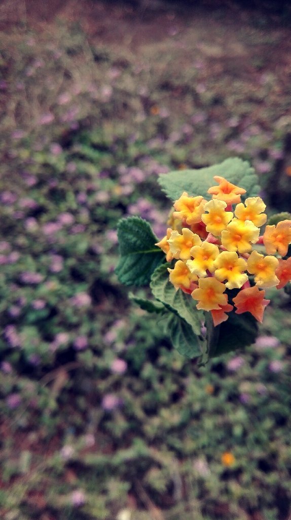 ftoomfn's tweet photo. For the love of taking photos of flowers 🌺 🌻🌼📸♥️ https://t.co/AUuREt9RJG