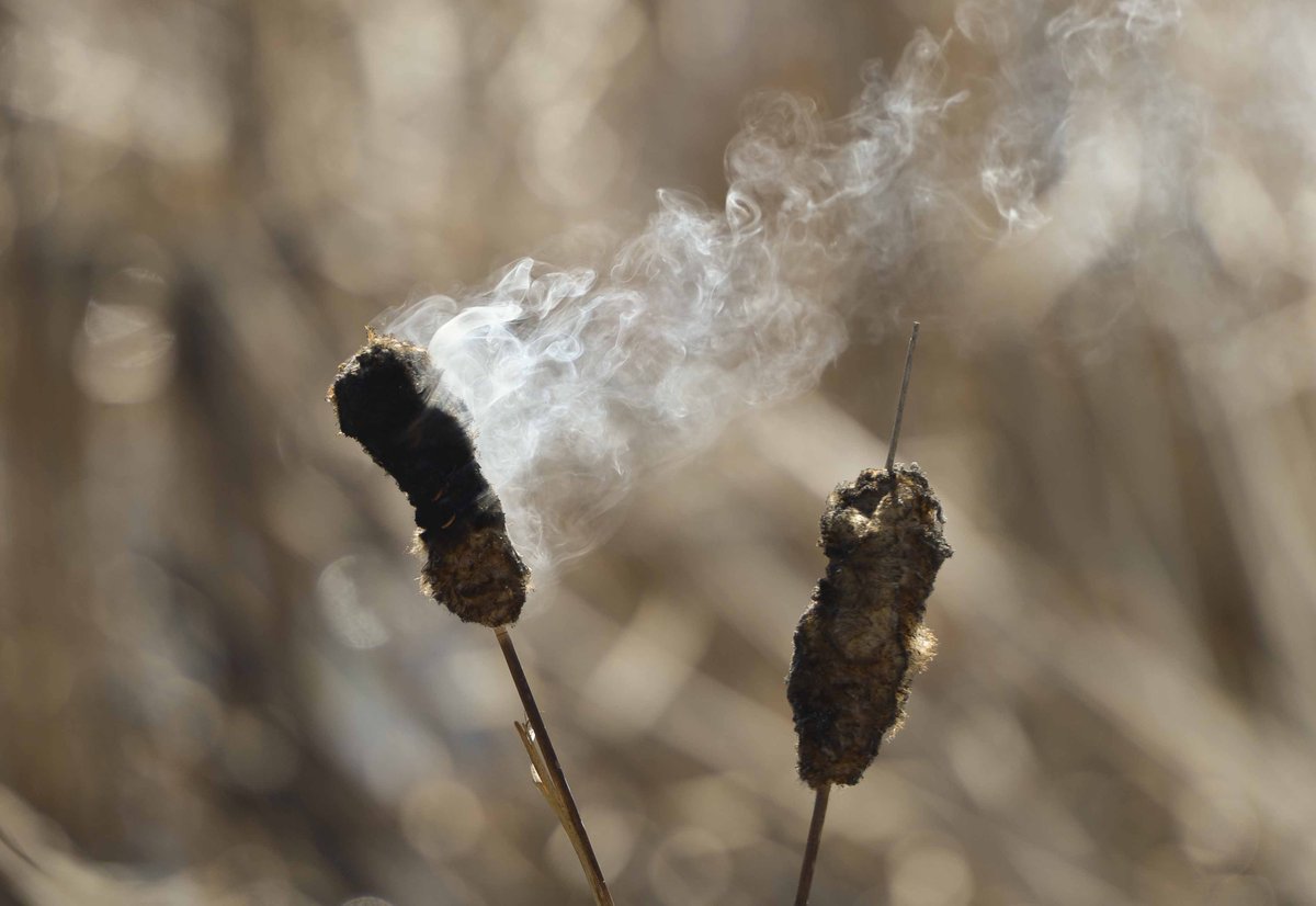 Lewis Geyer (@lgeyertc) on Twitter photo Photos: Controlled burn at #Longmont Rec Center <a href="/cityoflongmont/">City of Longmont, CO</a> <a href="/TimesCall/">Longmont Times-Call</a> #goodbyecattails bit.ly/2TXXnTy Photos: Controlled burn at #Longmont Rec Center <a href="/cityoflongmont/">City of Longmont, CO</a> <a href="/TimesCall/">Longmont Times-Call</a> #goodbyecattails bit.ly/2TXXnTy