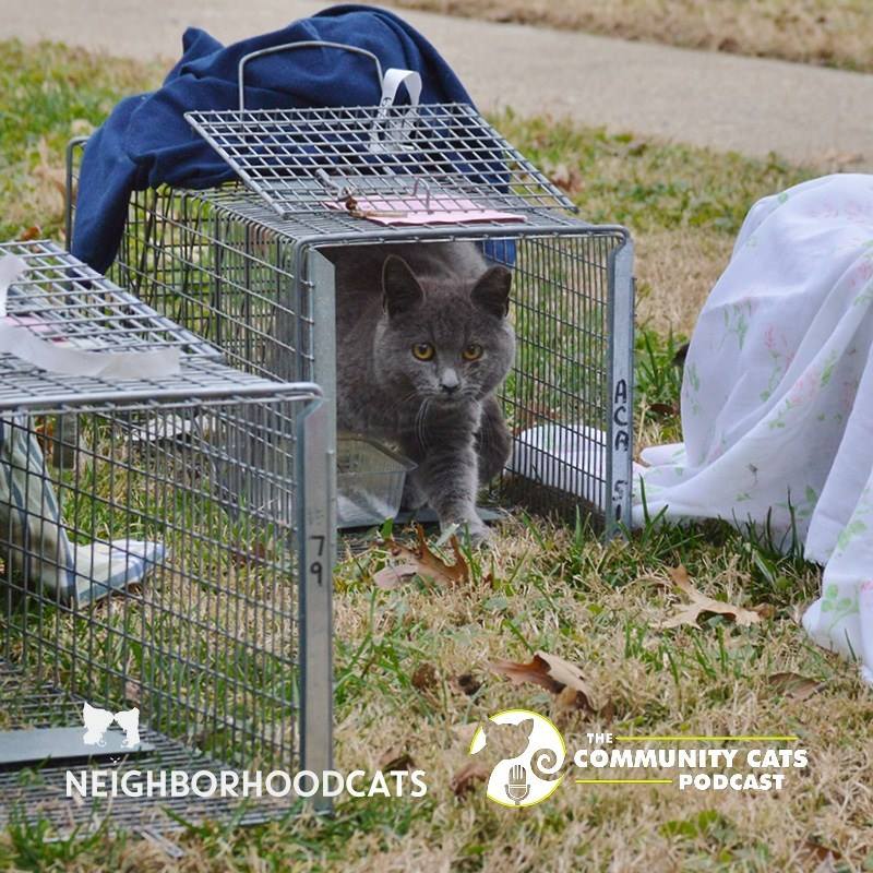 NbrhoodCats's tweet photo. Last call! FREE Trapping Tips &amp; Tricks Webinar Sat 3/23, 2-4 pm ET. Presented by Neighborhood Cats, hosted by Community Cats Podcast.
https://t.co/wIqtx2HIwl https://t.co/4jjnn7mKOt
