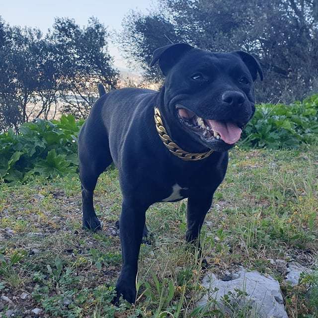 Just a handsome staffy from Gibraltar. .
#RegalDog #MyRegalDog #Staffy #staffygram #staffylove #staffysofinstagram #staffydaily #staffordshirebullterrier #GoldChain #Gibraltar #RegalDog