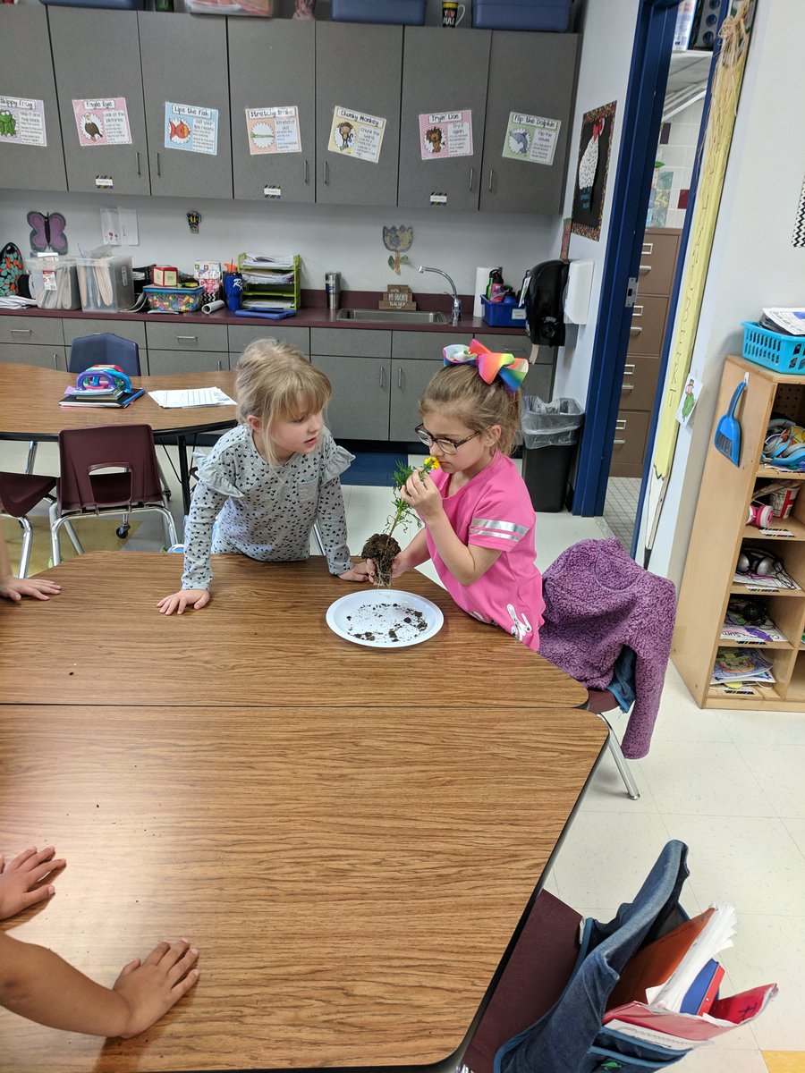 HalbertsKinders's tweet photo. Creating memorable moments while learning about the parts of a plant  @robinsonisd #kindermathrules @RobinsonPrimary #memorablemoments https://t.co/vDtwEbany8